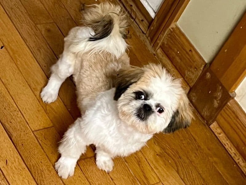 Shih Tzu 8 months old male small named Max for breeding in Hartford County, Connecticut | Petmeetly
