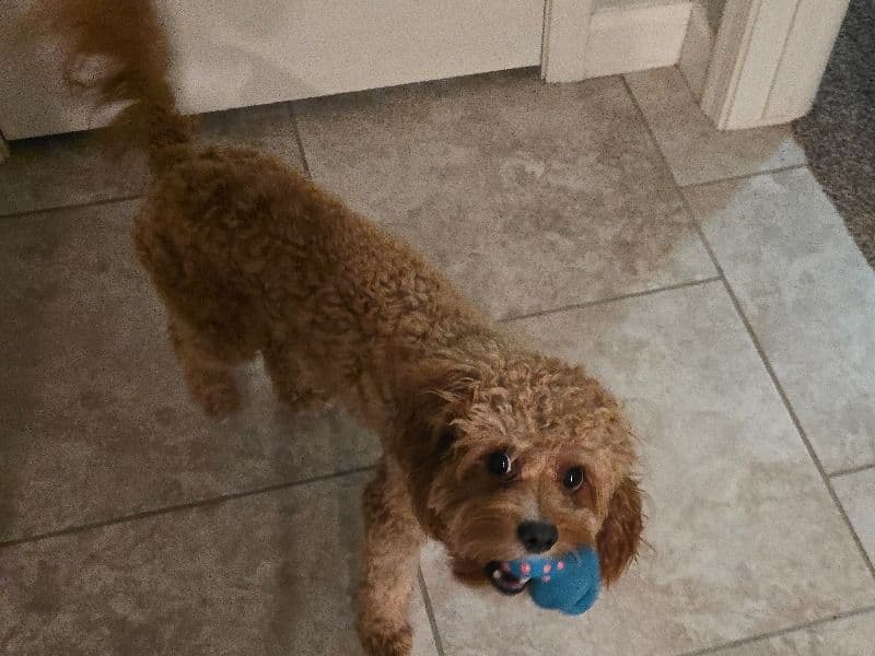 Teddy primary photo