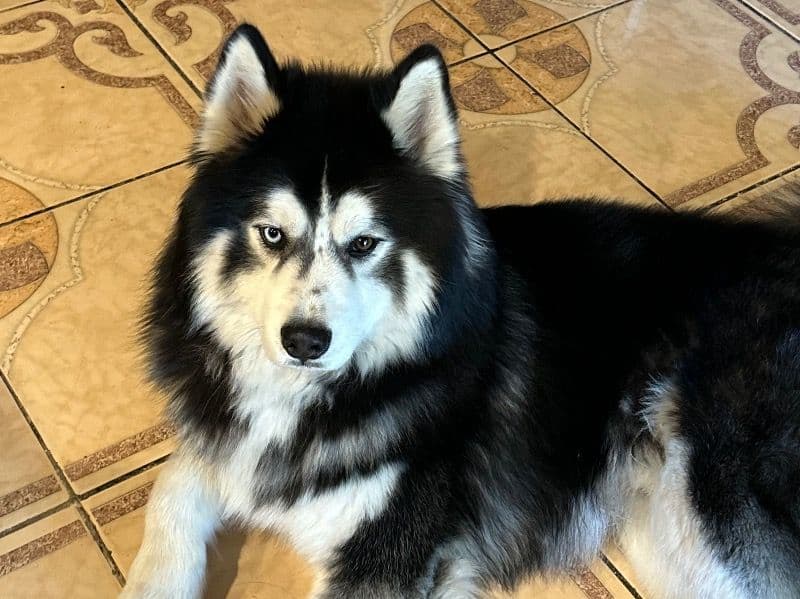 Alaskan Malamute 4 years old male large named Apollo for breeding in Los Angeles County, California | Petmeetly