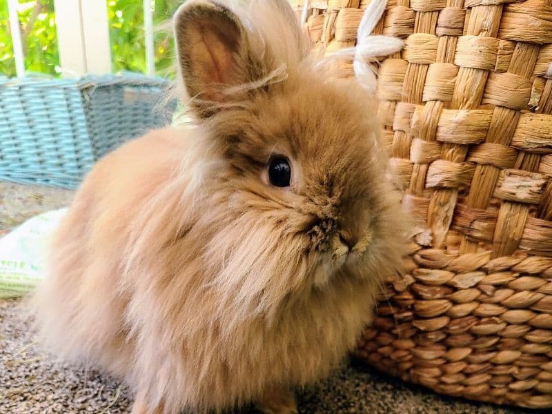 Lionhead 3 years old female named Pikachu for breeding in Nevada County, California | Petmeetly