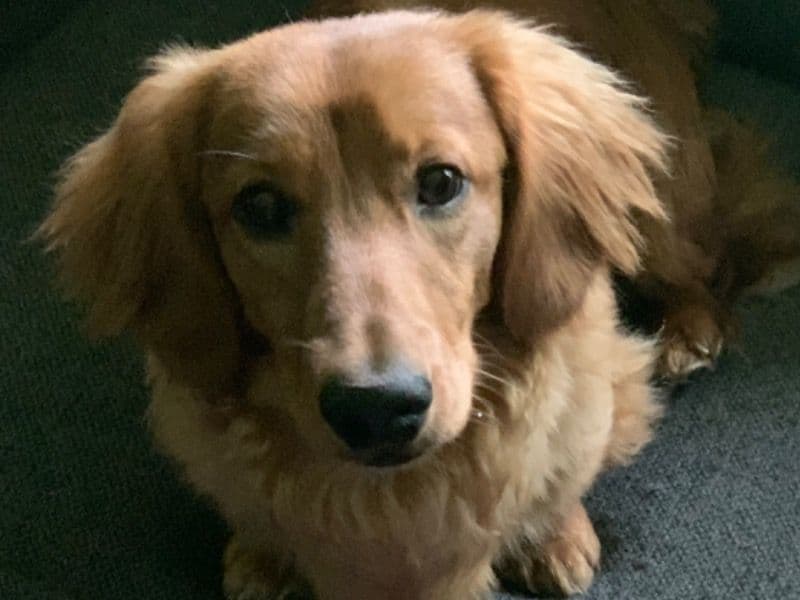 Toby primary photo