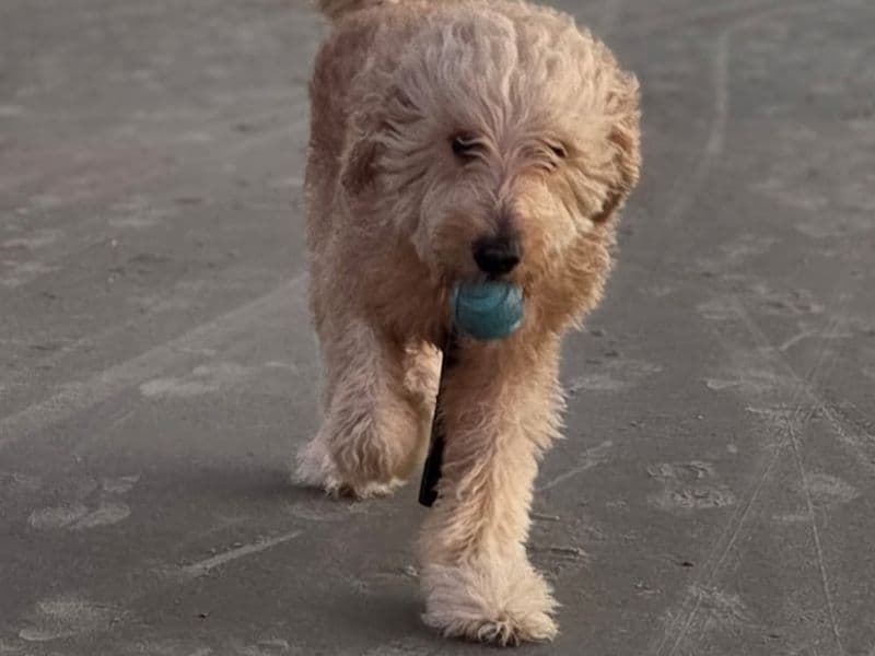 Goldador 4 years 1 month old male extra large named Buddy for breeding in Brevard County, Florida | Petmeetly