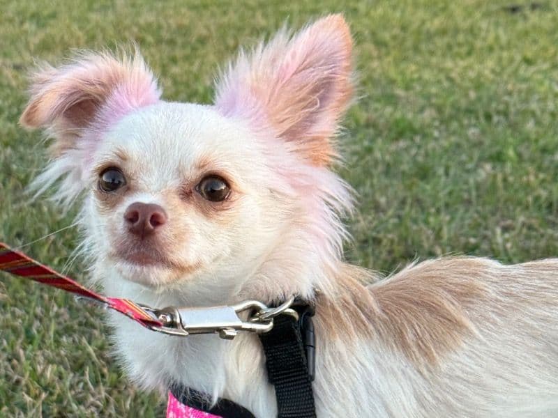 Long hair Chihuahua 1 year 2 months old female small named Chloe for sale in Calcasieu Parish, Louisiana | Petmeetly