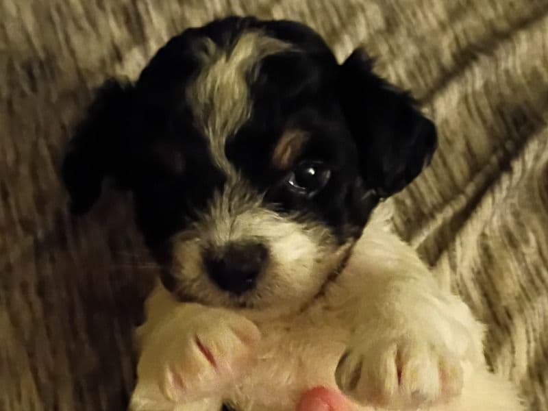Maltipoo 1 month old female small named Ekko for sale in Nevada County, Arkansas | Petmeetly