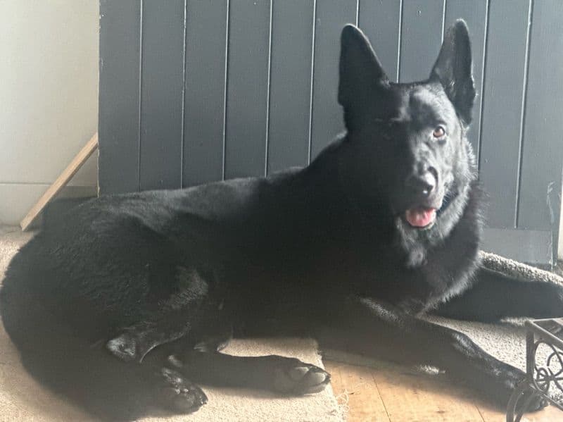 Black German Shepherd 4 years 6 months old male large named Shadow for breeding in Brisbane City, Queensland | Petmeetly
