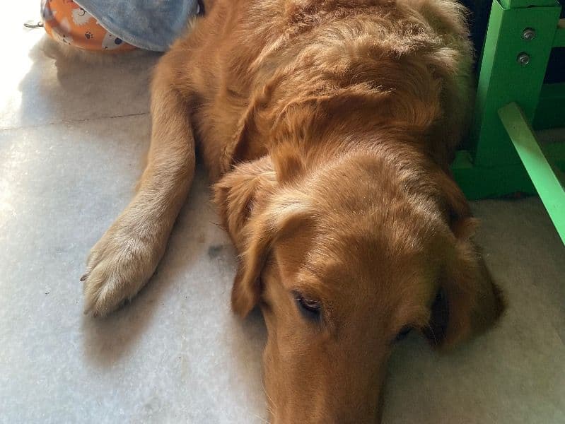 Golden Retriever 7 years 4 months old female large named Angel for breeding in Meerut Division, Uttar Pradesh | Petmeetly
