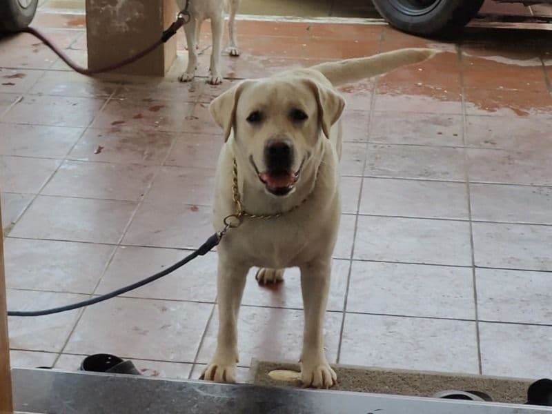 White Labrador Retriever 3 years 2 months old male large named Nalla for breeding in Chennai, Tamil Nadu | Petmeetly