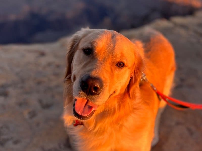Golden Retriever 4 years 11 months old male large named Niko for breeding in Hennepin County, Minnesota | Petmeetly