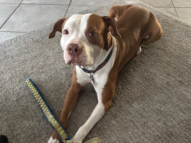 American Staffordshire Terrier 7 years old male medium named Rio for breeding in Orange County, Florida | Petmeetly