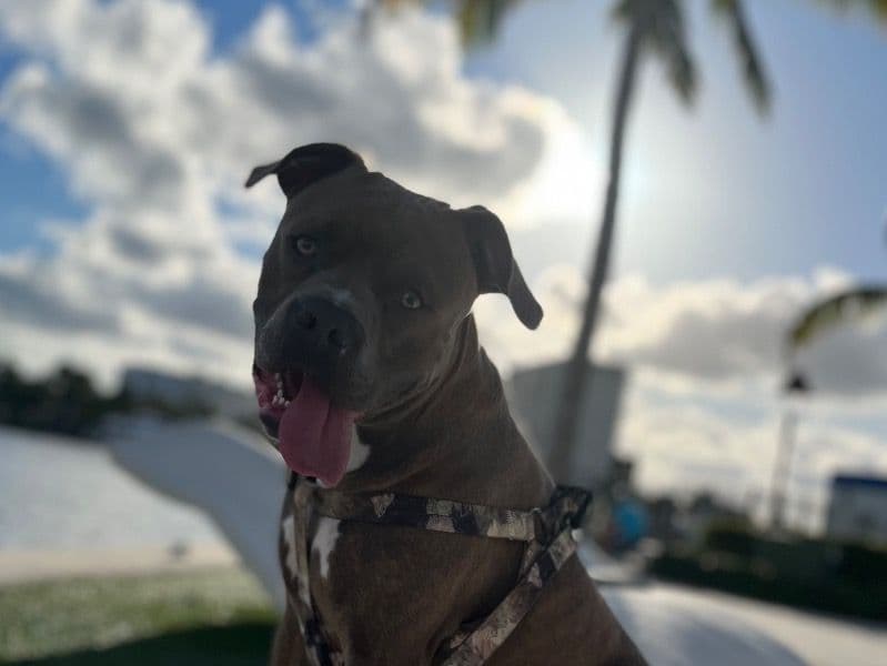 American PitBull Terrier 5 years 5 months old male large named Honcho for sale in Henry County, Georgia | Petmeetly