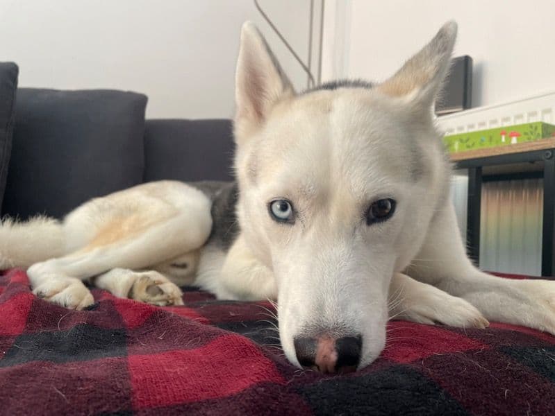 Siberian Husky 4 years 9 months old male medium named Kiko for breeding in Lac de la Haute-Sûre, Wiltz | Petmeetly