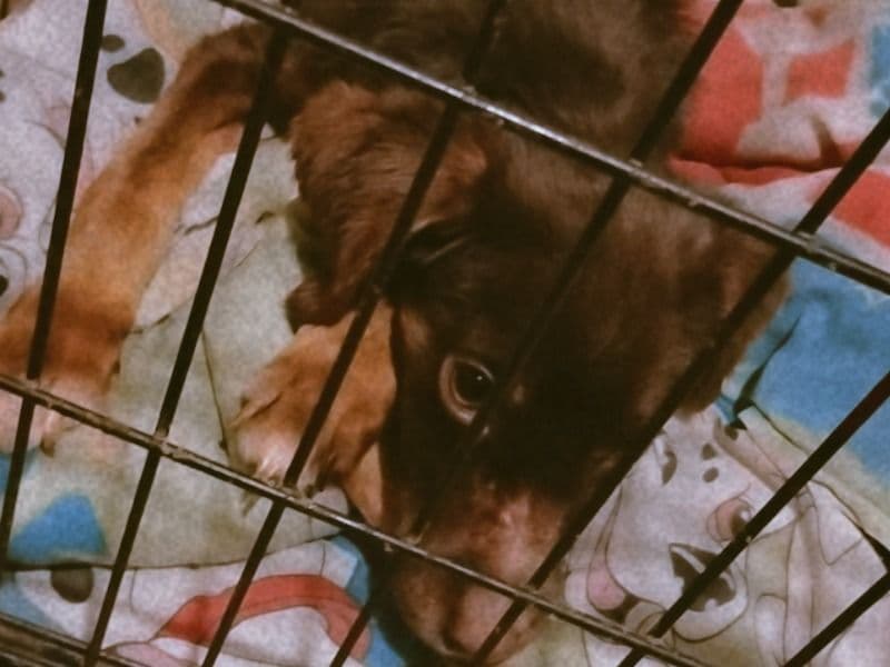 Boykin Spaniel 3 months old male small named Milo for sale in Wake County, North Carolina | Petmeetly