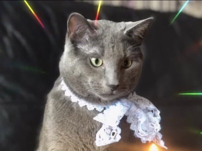 Misha primary photo