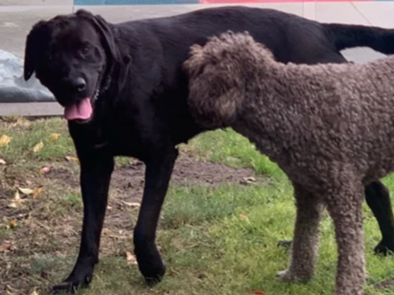 Labrador Retriever 4 years 10 months old female medium named Buzy Pets for breeding in City of Kingston, Victoria | Petmeetly