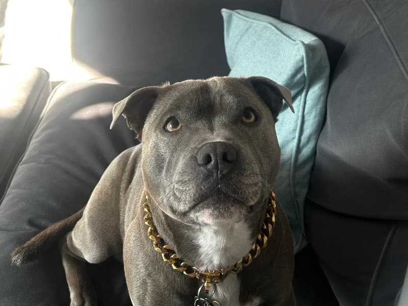 Staffordshire Bull Terrier 4 years 6 months old male medium named Rory for breeding in Swindon, England | Petmeetly