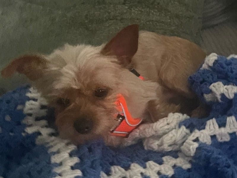 Yorkie Russell 3 years 5 months old male small named Chapo for breeding in Naugatuck Valley Planning Region, Connecticut | Petmeetly