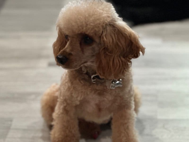 Cheeto primary photo