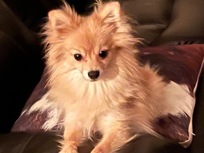 Boo primary photo