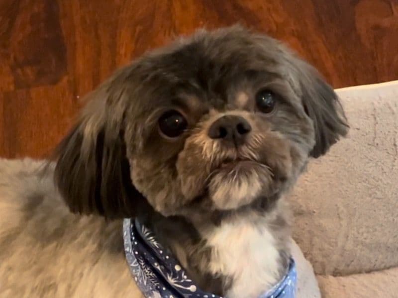 Gizmo primary photo