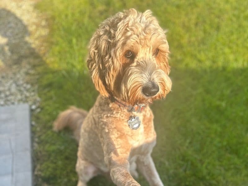 Goldendoodle 3 years 9 months old male large named Loki for breeding in District of Columbia, District of Columbia | Petmeetly