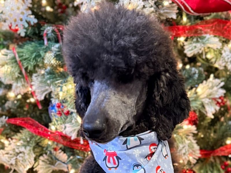 Standard Poodle 3 years 7 months old male medium named August for breeding in Chino Hills, California | Petmeetly