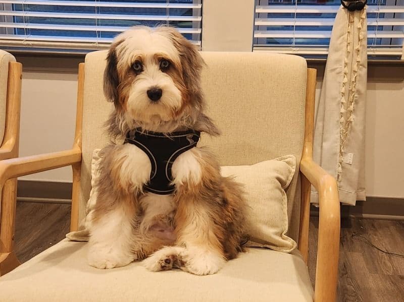 Mini Aussiedoodle 6 months old male medium named Juno for breeding in Jefferson County, Alabama | Petmeetly