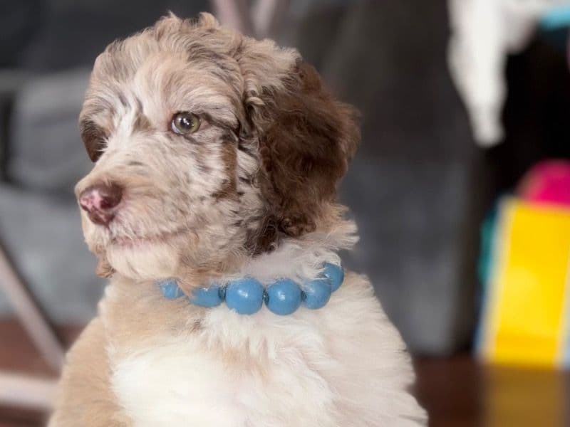 Standard Poodle 1 month old male large named Pike for sale in Dallas County, Texas | Petmeetly