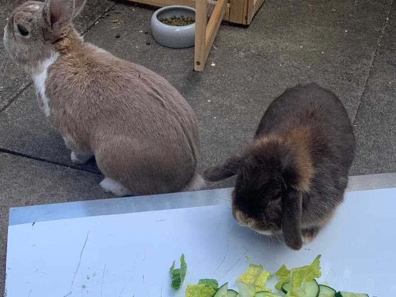 Lionhead 1 year 10 months old female named Fifi for breeding in West Midlands, England | Petmeetly