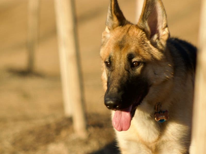 Loki primary photo