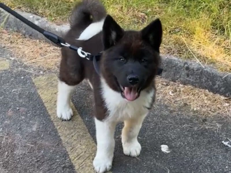 American Akita 2 years 10 months old male large named Bear for breeding in West Sussex, England | Petmeetly