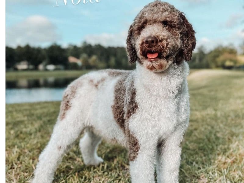 Nola primary photo