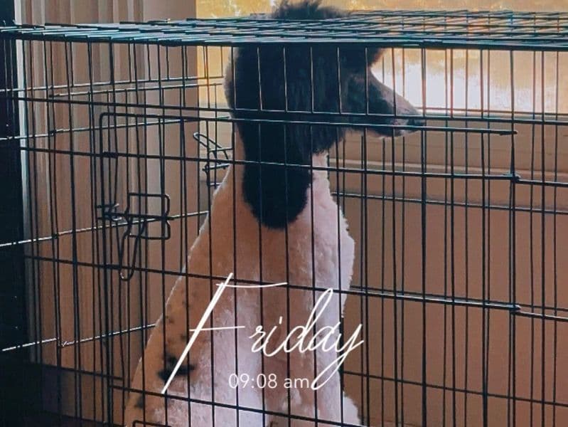 Standard Poodle 1 year 8 months old female large named Bambi for breeding in Los Angeles County, California | Petmeetly