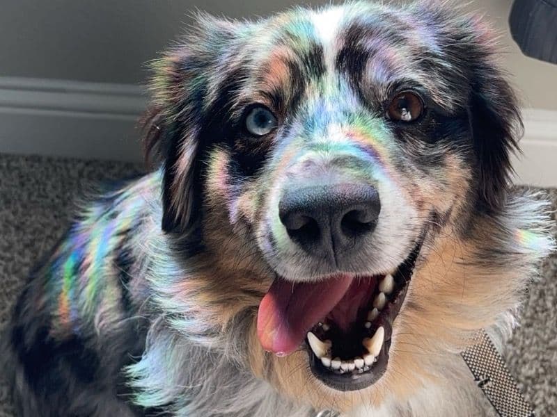Zeus primary photo