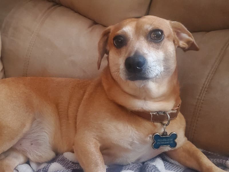 Riley - Dachshund | Petmeetly