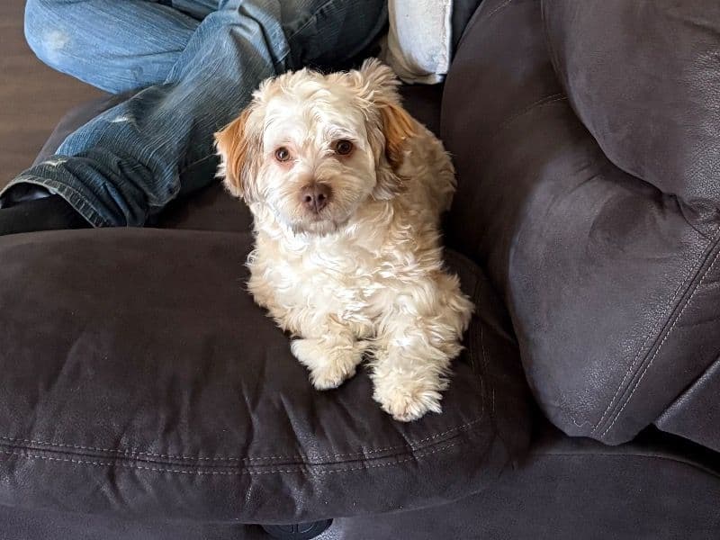 Havashu 1 year 1 month old male small named Milo for breeding in Barrow County, Georgia | Petmeetly