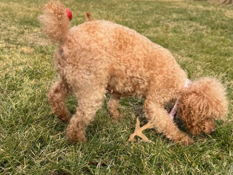 Poppy  the Miniature Poodle - Gallery photo 2