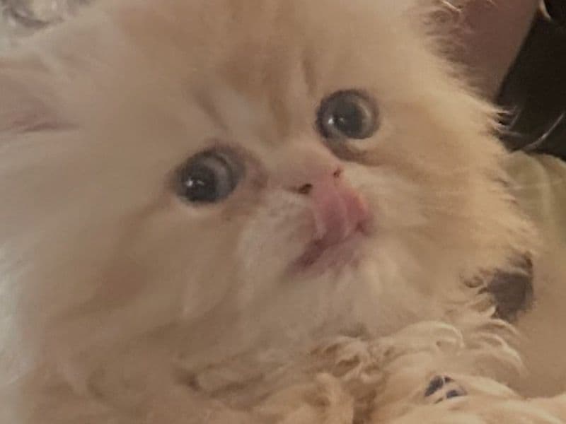 Sax - Persian | Petmeetly