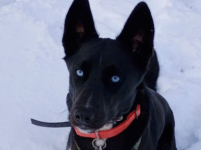 Siberian Husky 11 months old female medium named Akasha for breeding in New Haven County, Connecticut | Petmeetly