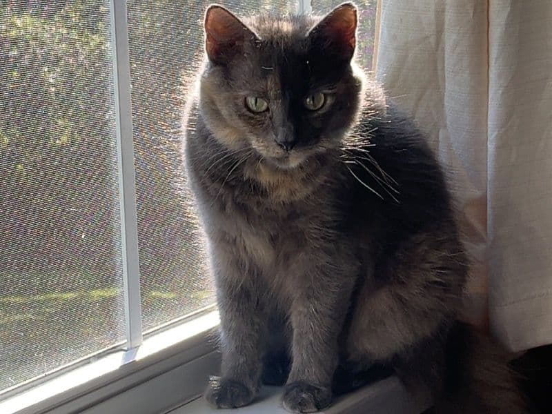 Callie primary photo