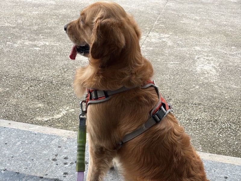 English Golden Retriever 4 years 2 months old male large named Rocky for breeding in Hyderabad, Telangana | Petmeetly