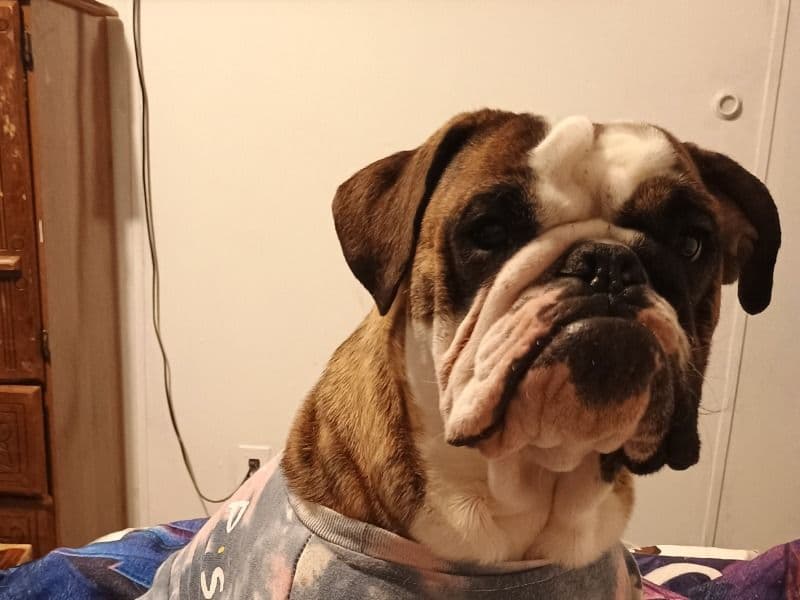 White English Bulldog 1 year 2 months old male small named Brutus for breeding in Wise County, Virginia | Petmeetly