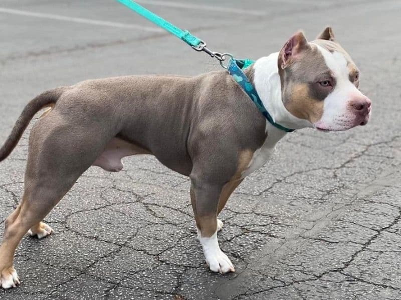 American Bully 4 years old male medium named Hades for breeding in Jefferson County, Kentucky | Petmeetly