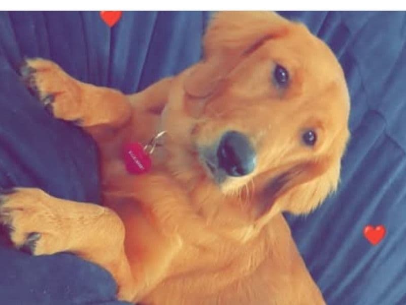 Golden Retriever 3 years 4 months old female large named Gracie for breeding in Sarasota County, Florida | Petmeetly