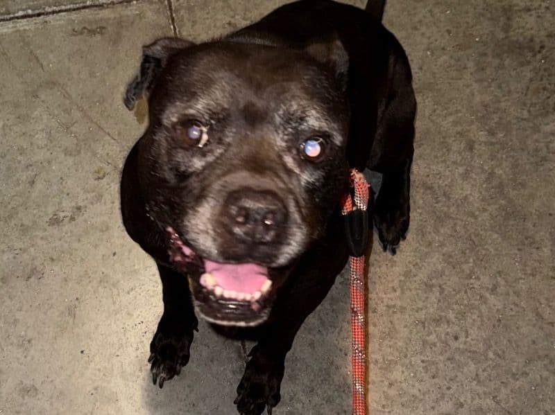 American PitBull Terrier 11 years 4 months old male large named Ali for breeding in St. Lucie County, Florida | Petmeetly