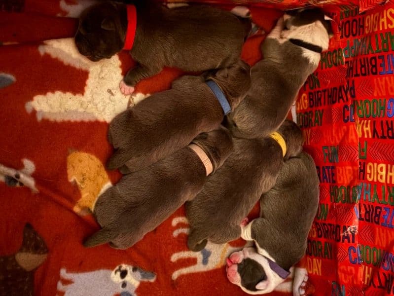 American Bully 1 month old male medium named 3boys 3girls for sale in Marion County, Indiana | Petmeetly