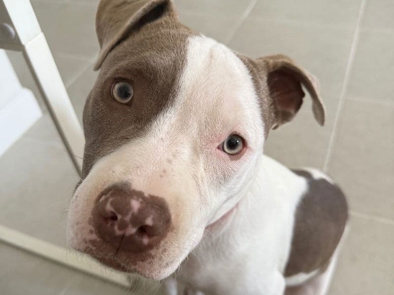 American PitBull Terrier 1 year 2 months old male large named Ace for breeding in Miami-Dade County, Florida | Petmeetly
