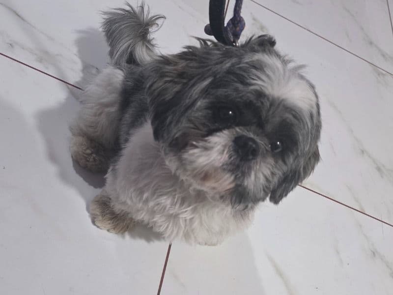 Shih Tzu 1 year 6 months old male medium named Max for breeding in Rajkot, Gujarat | Petmeetly
