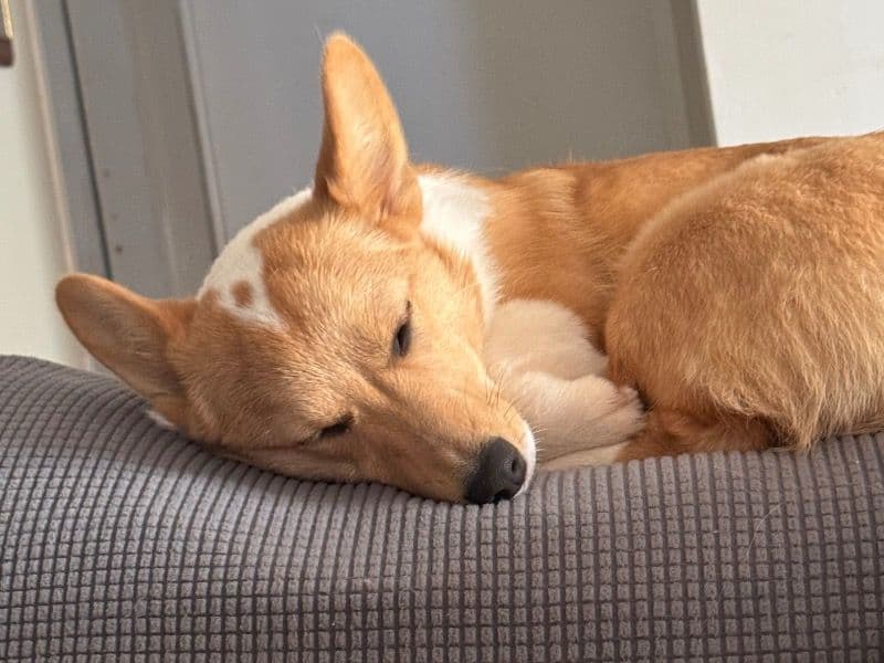 Corgi 1 year 1 month old female small named Missy for breeding in Rowan County, North Carolina | Petmeetly