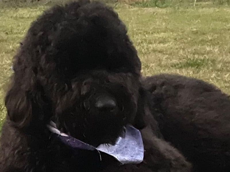 Goldendoodle 2 years 11 months old male large named Bleu for breeding in Greenville, North Carolina | Petmeetly