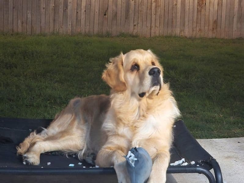 Golden Retriever 9 months old male large named Maxi for adoption in Bexar County, Texas | Petmeetly